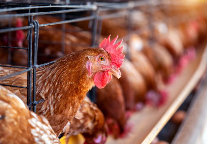 Torna la preoccupazione internazionale per l’aviaria: è possibile una nuova pandemia