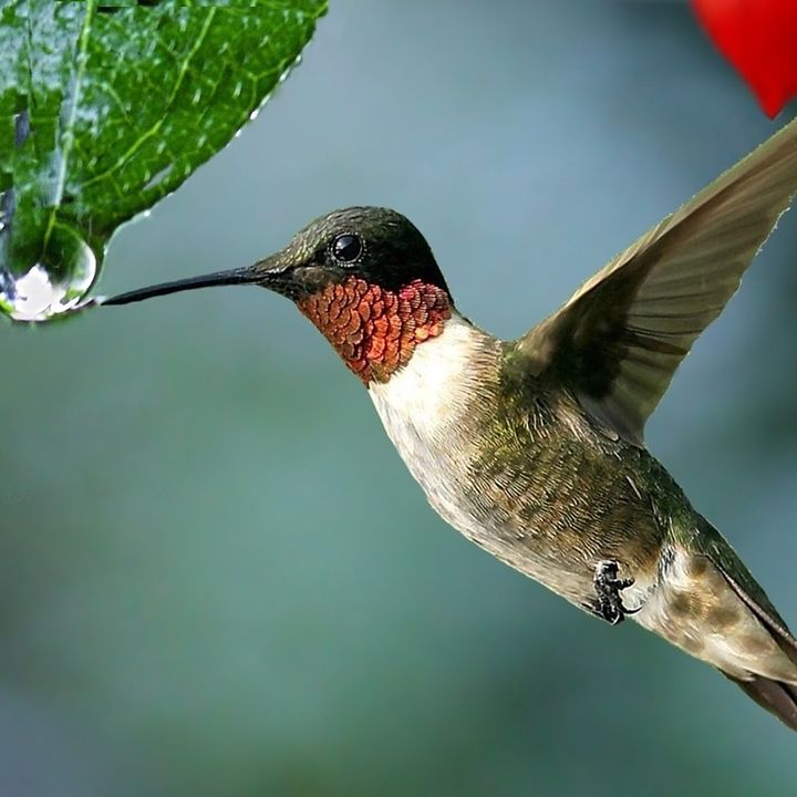 La goccia del colibrì