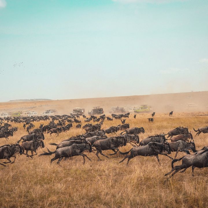 63 - La grande Migrazione degli Gnu in Africa: il monumento vivente che si sposta. WORLD AFRICA DAY - Zoologia