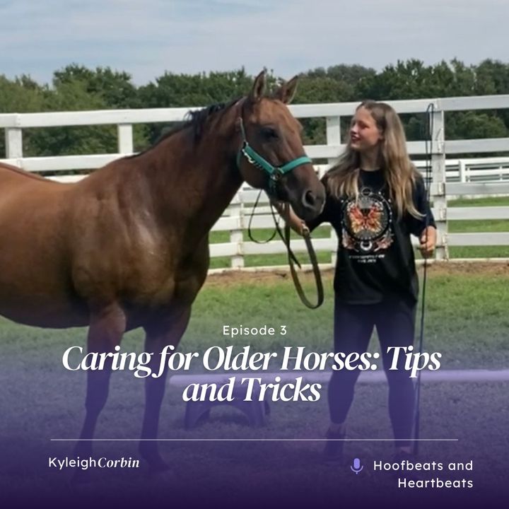 Caring for Older Horses: Tips and Tricks