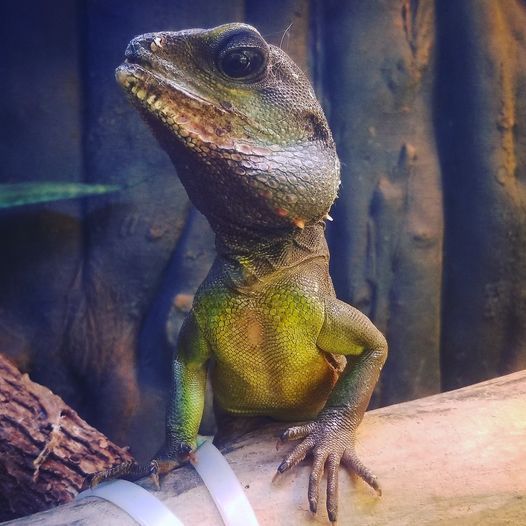 Episode 5: Chinese Water Dragons