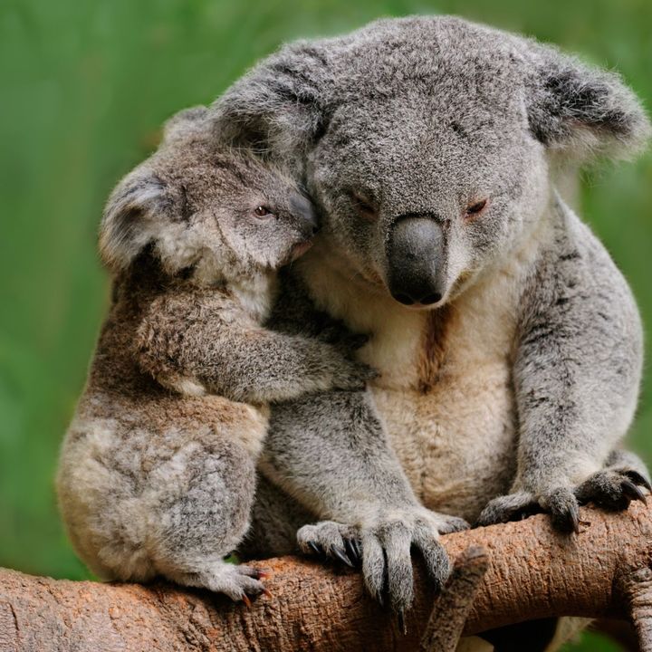 Allarme koala nell'Australia orientale