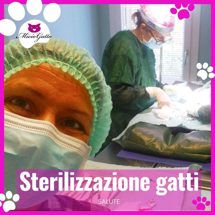 Sterilizzazione del gatto e della gatta spiegata dal veterinario!