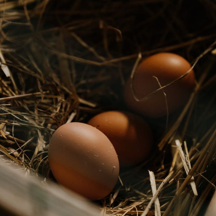 17/11/2022 - Cenário da produção de ovos