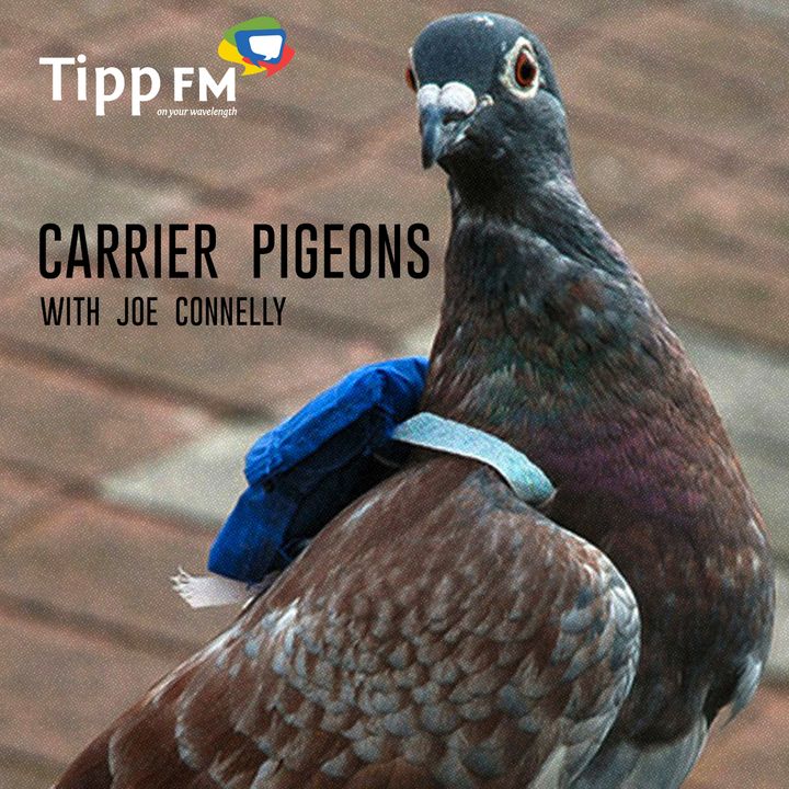 Joe Connelly talks about Carrier Pigeons