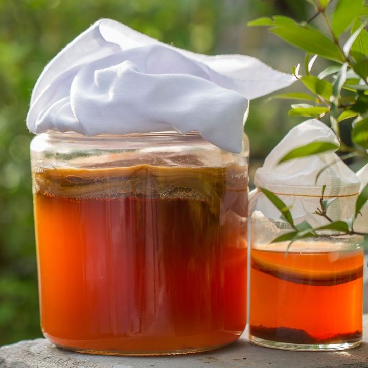 ПОЛЕЗНЫЕ СОВЕТЫ - чайный гриб, польза и вред