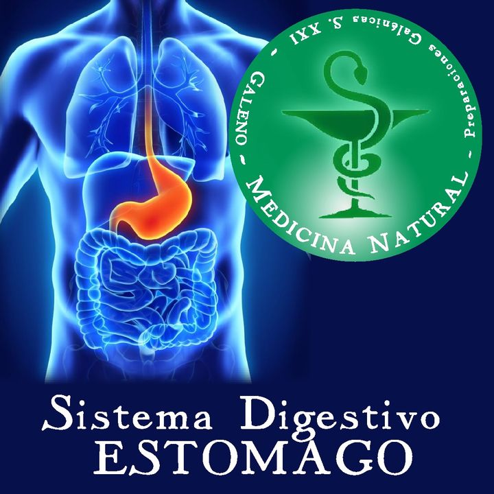 Sistema Digestivo - Estomago