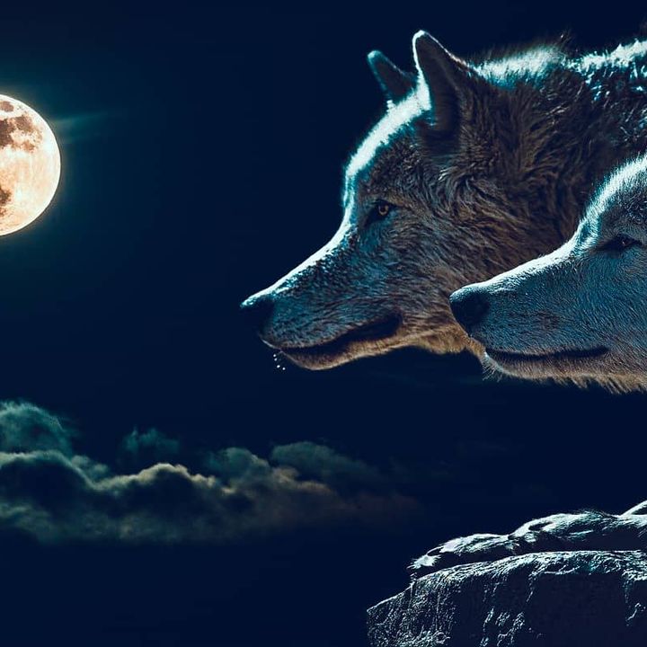 La VERA storia dei due lupi