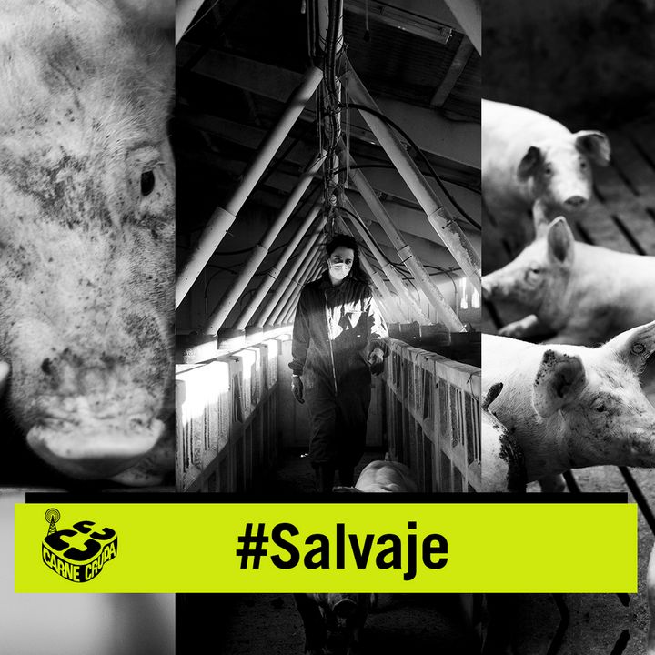 Salvaje: la industria del cerdo (CARNE CRUDA #851)