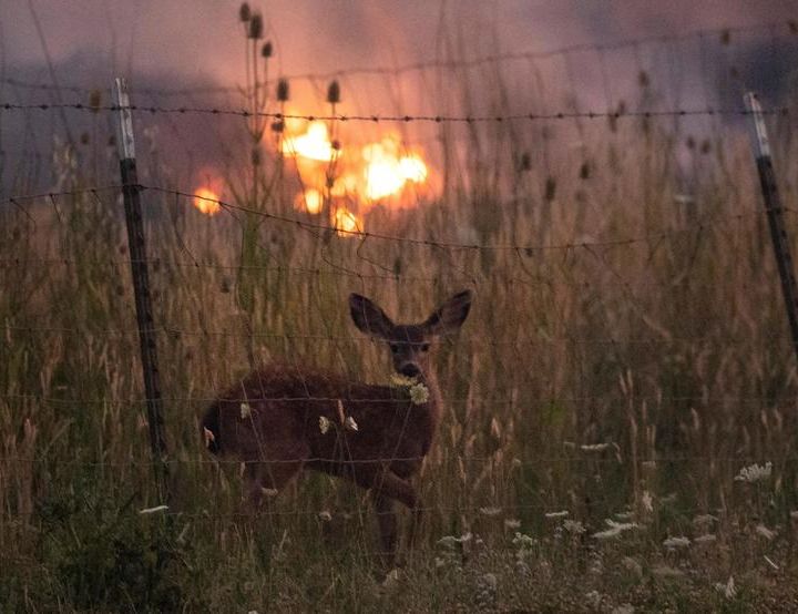 Animals of the California fires!