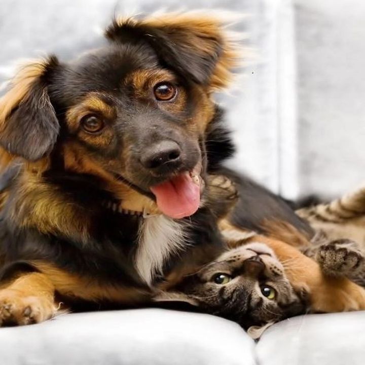 How to Introduce Your New Cat To Your Dog