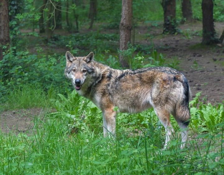 Il lupo a rischio caccia, se l’Ue abbasserà lo status di protezione. Plauso dell’Italia, ira degli ambientalisti