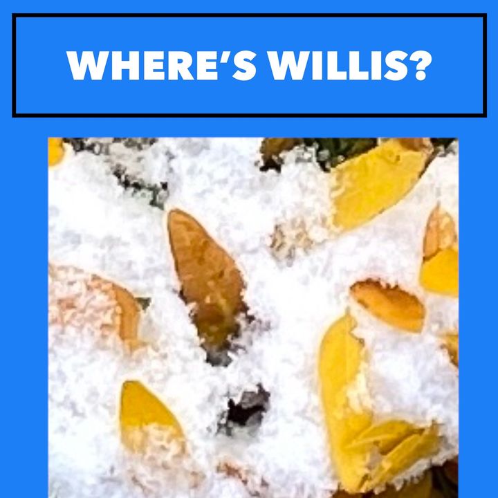 🧩 WHERE'S WILLIS? #2