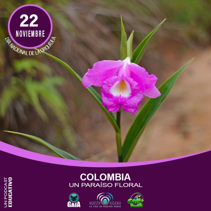NUESTRO OXÍGENO Colombia un paraíso floral