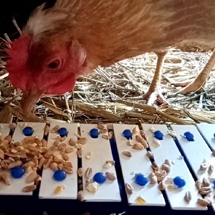Episode 1 - My Chickens Can Play Musical Instruments