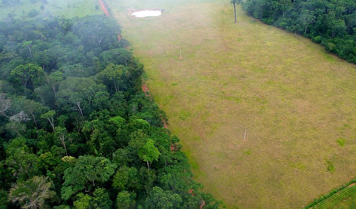 Brasile, la deforestazione impunita. Il governo ignora quasi tutte le denunce