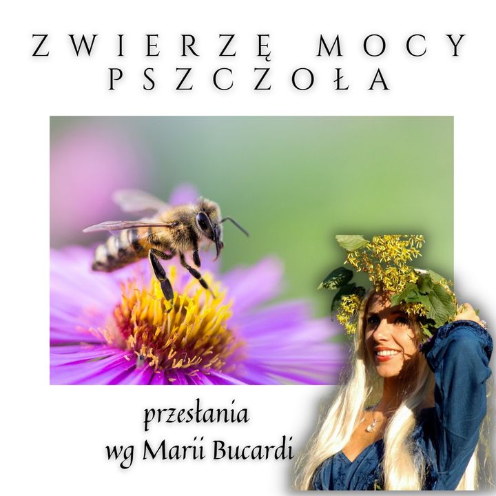 Zwierzę Mocy - Pszczoła - pracowitość, odpowiedzialność, dyscyplina | Maria Bucardi