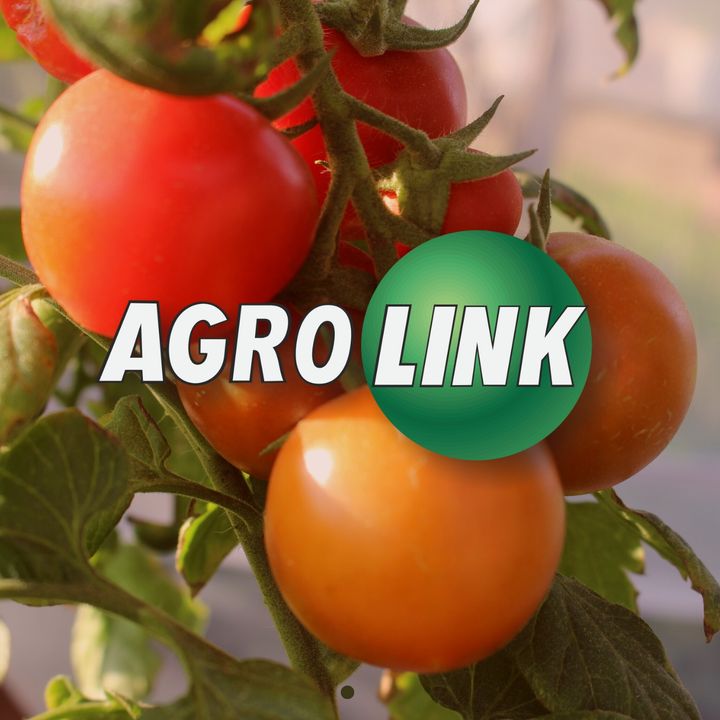 Agrolink News - Tomate
