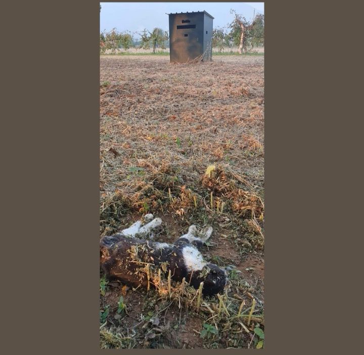 Gatto fucilato a Schio dietro al parco canile: confessa un cacciatore. Denunciato in procura