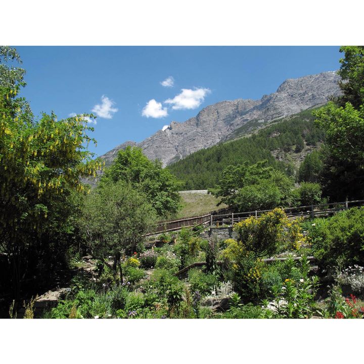 Giardino Botanico Alpino Rezia di Bormio (Lombardia)