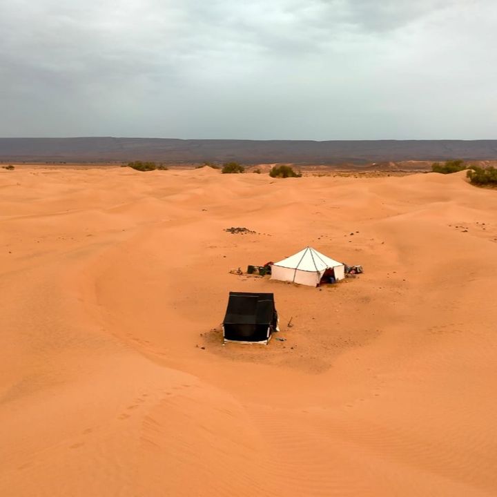 Desert calling - Forestpod