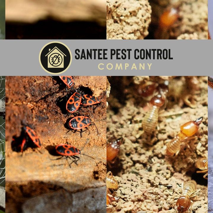 Pest Control In Santee California