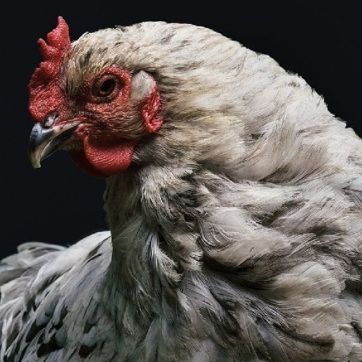 Possible New Way to Reduce Pain Inspired by Chickens [W[R]C]