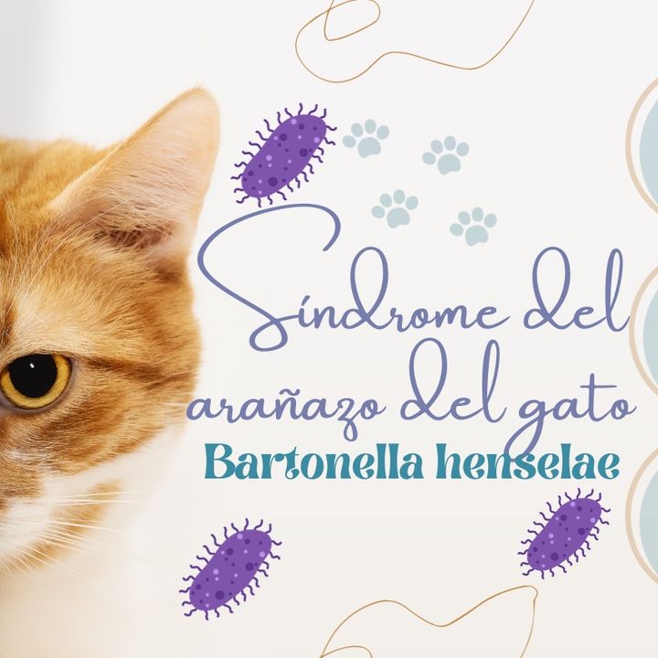 Síndrome del Arañazo del gato (Infección por Bartonella henselae)