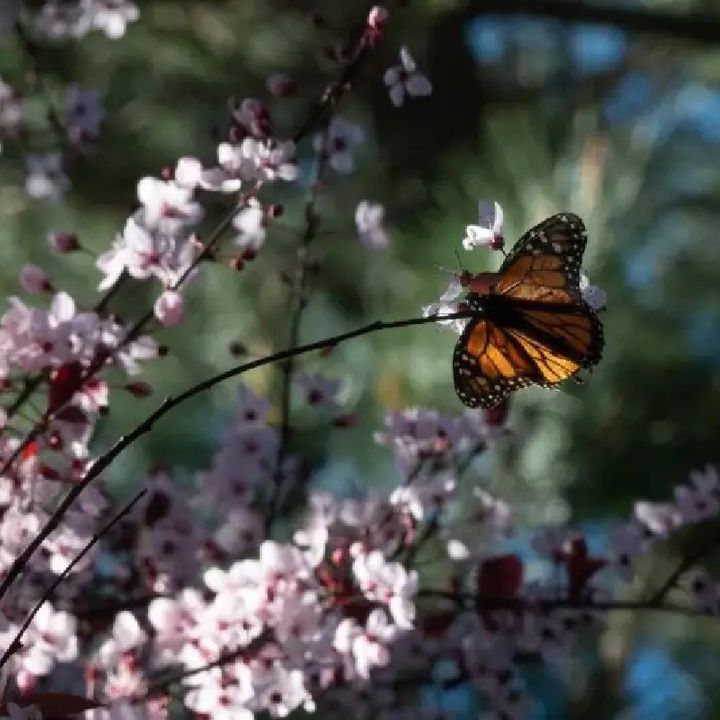 Endangered monarch butterflies face perilous storm [W[R]C]