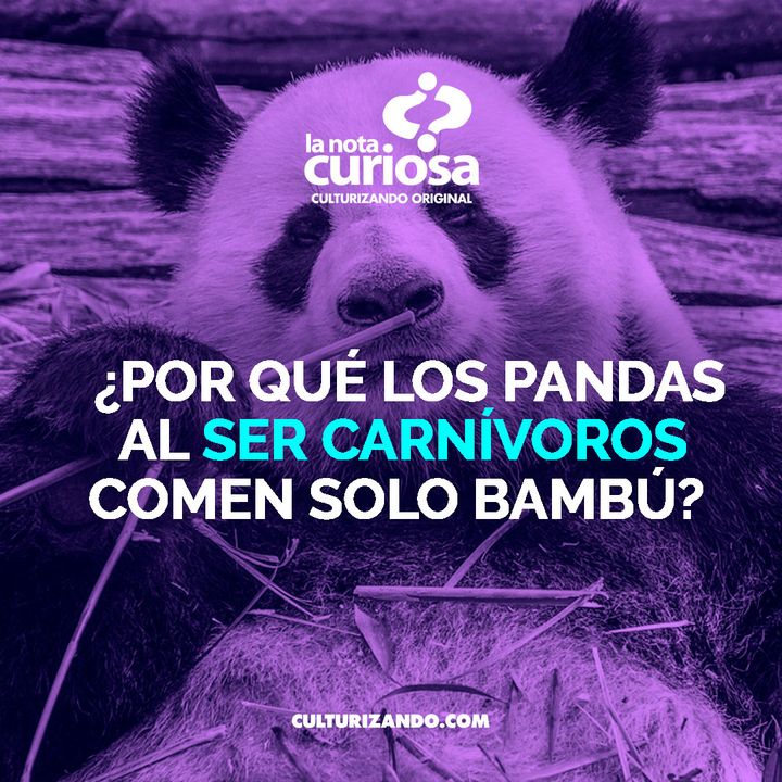 ¿Por qué los pandas al ser carnívoros comen solo bambú? • Curiosidades - Culturizando