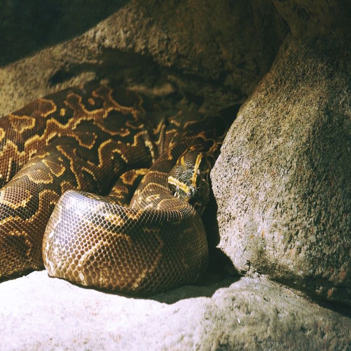 New York Man Charged with smuggling Three Burmese pythons in his pants at Canada-U.S. border