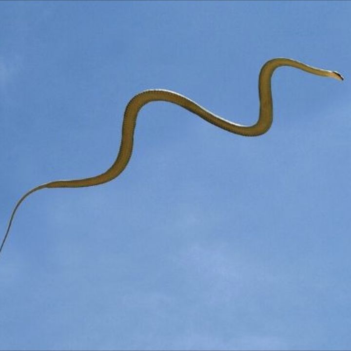 13 - Ma Davvero Anche I Serpenti Possono Volare?