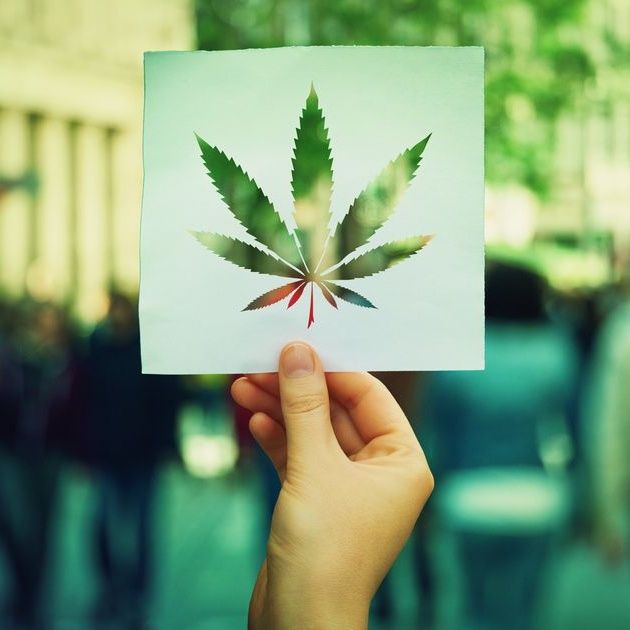 M5S e nuova proposta di legge sulla Cannabis