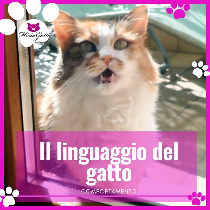 Linguaggio del gatto: significato, miagolii, coda, come capire il nostro gatto?