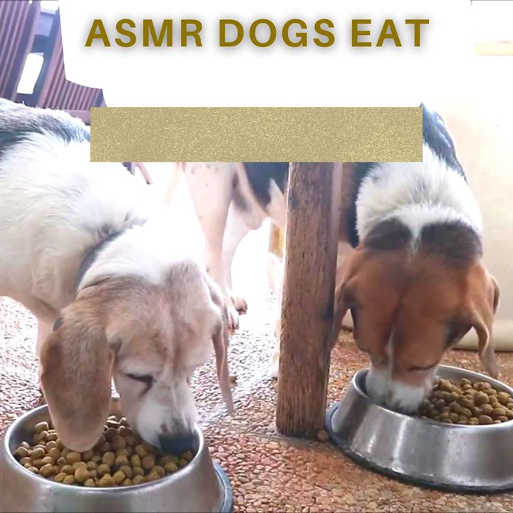 1 Hour of ASMR: Dogs Eat Crunchy Food 🐶