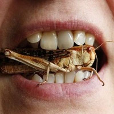 Perchè l'Unione Europea vuole convincerci a mangiare gli insetti?
