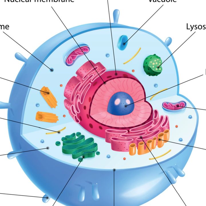 Cell: The unit of Life NCERT