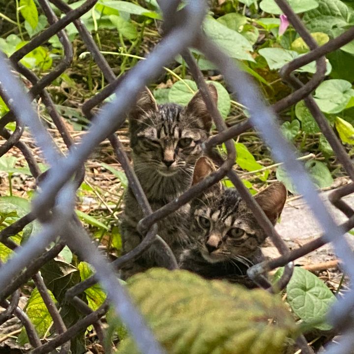 A Commentary on NYC's Feral & Stray Cat Conundrum