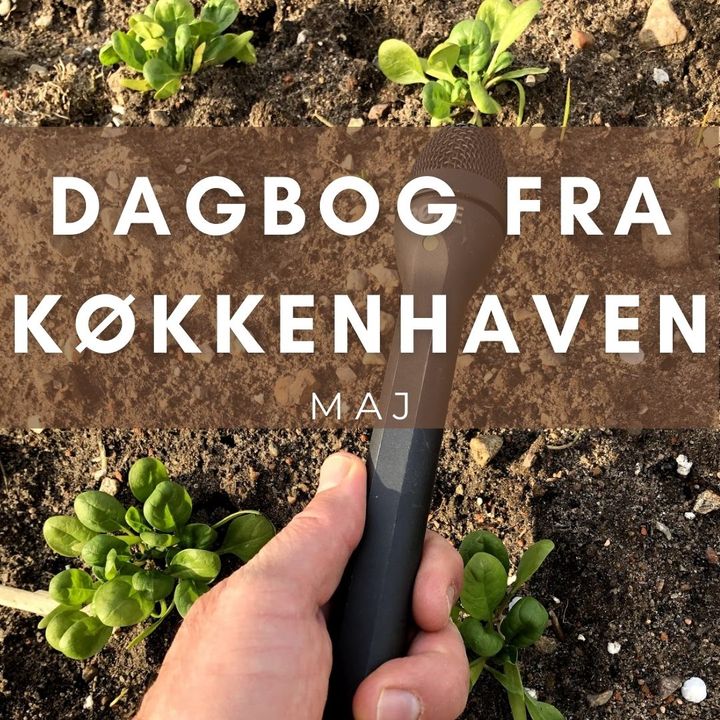 #34: Dagbog fra Køkkenhaven - Et tip om vanding og lidt til..💧
