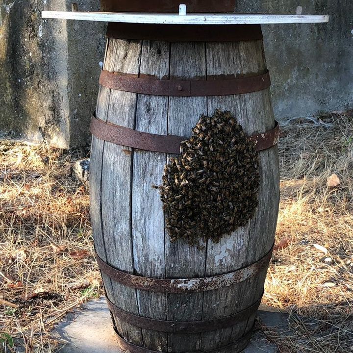 Conoscere le api per apprezzare i loro prodotti