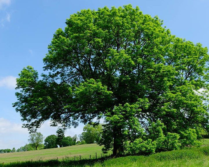 El árbol de los dones