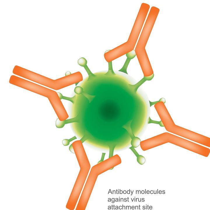 Virus and the Immunesystem
