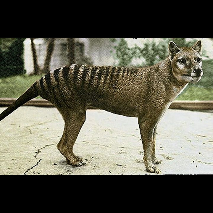 Tracking the Tasmanian Tiger aka The Thylacine, are they extinct?