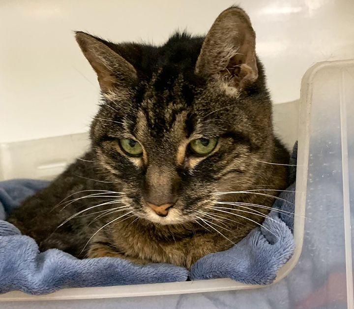 19-Year-Old Abandoned Cat Gets A New Home