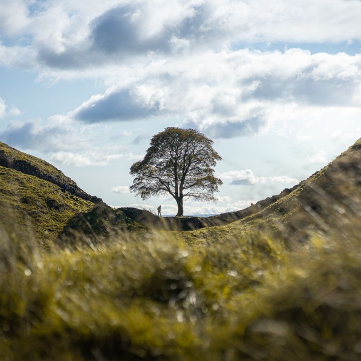 Why was Hadrian's Wall Sycamore Gap Tree Cut Down?