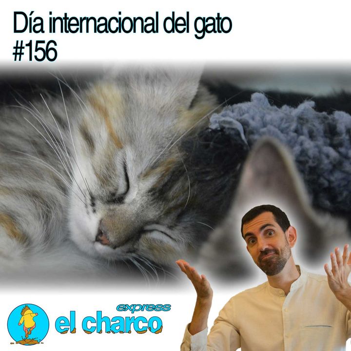 Día internacional del gato #156
