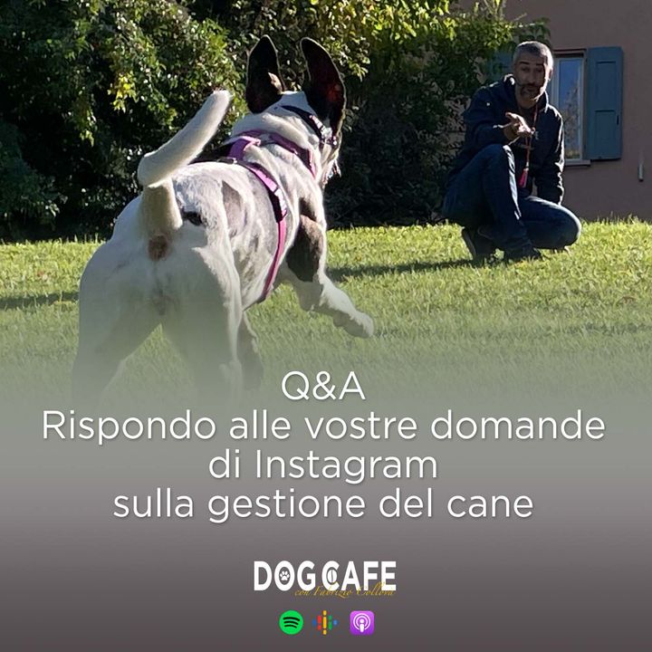 106 - Q&A Rispondo alle vostre domande di Instagram sulla gestione del cane