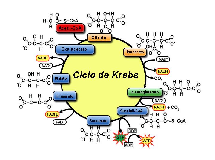 Fosforilación oxidativa y Ciclo de Krebs
