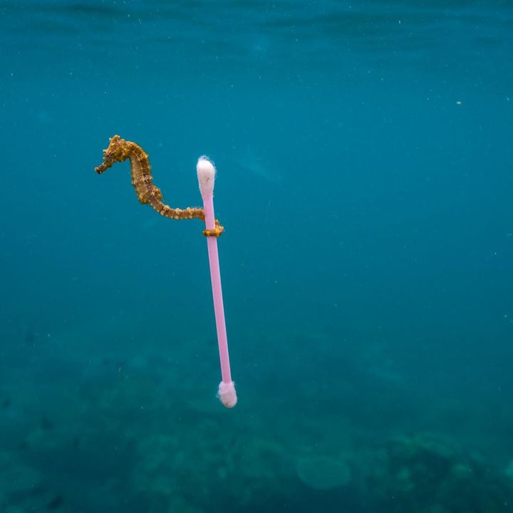 Los plásticos en ecosistemas marinos