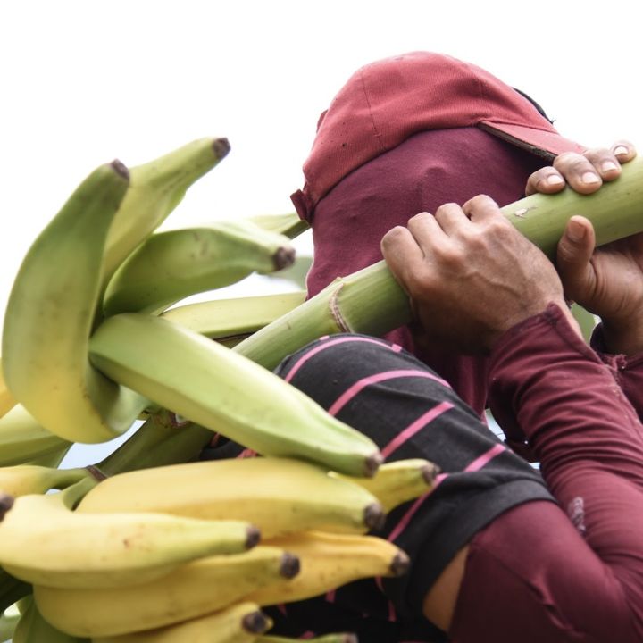 Cosecha y poscosecha en el cultivo de plátano
